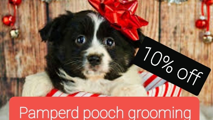 Pampered Pooch Dog Grooming
