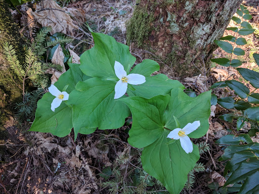 State Park «Bridle Trails State Park», reviews and photos, 5300 116th Ave. N.W., Kirkland, WA 98033, USA