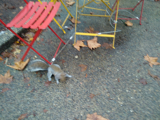 Park «Denny Park», reviews and photos, 100 Dexter Ave N, Seattle, WA 98109, USA