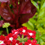 Photo n° 36 de l'avis de Eliot.o fait le 28/07/2023 à 16:44 pour Les jardins de Claude Monet à Giverny à Giverny