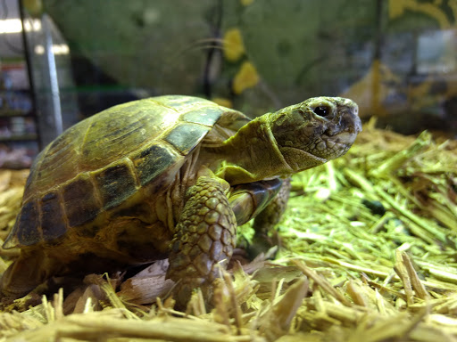 Reptile Store «Reptile Pets Direct», reviews and photos, 8088 Pat Booker Rd, Live Oak, TX 78233, USA