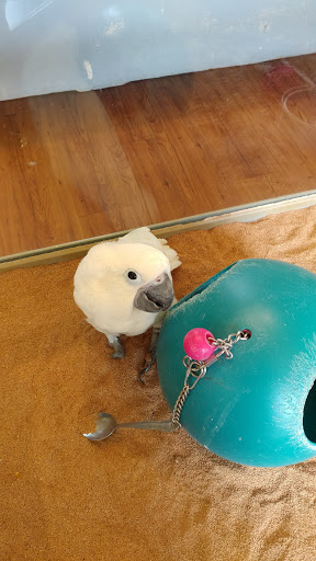 Pet Store «Lebanon Pet & Aquarium Center», reviews and photos, 196 S Main St, West Lebanon, NH 03784, USA