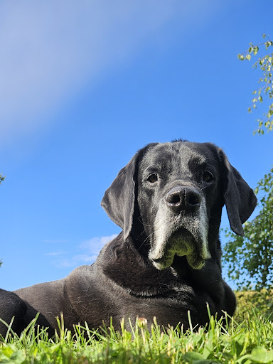 Dr.med.vet. Peter Kanzler veterinarian unter Konradsreuth, Bayern