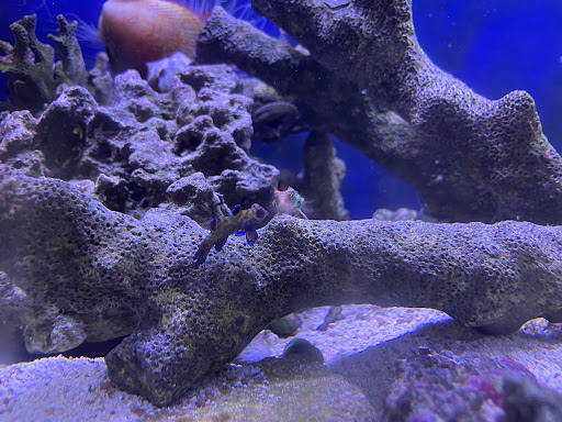 Tropical Fish Store «House of Fins», reviews and photos, 99 Bruce Park Ave, Greenwich, CT 06830, USA