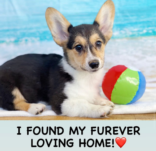 Dog Breeder «Playful Pets», reviews and photos, 115 Ridge Pike, Conshohocken, PA 19428, USA