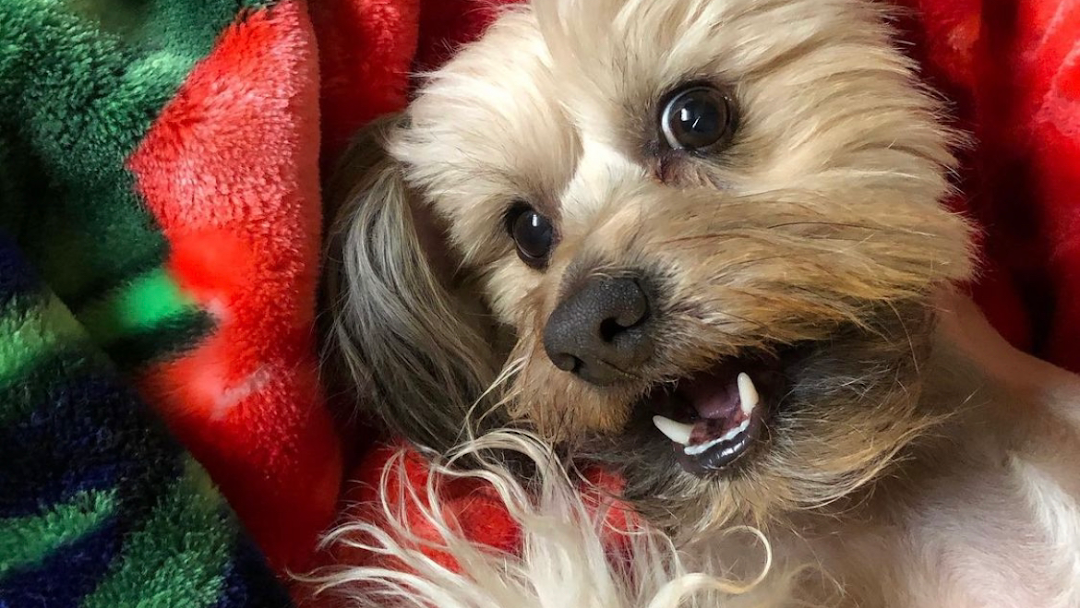 Candies Pet Supply and Grooming