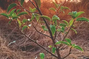 Mahalaxmi Biodiversity Park image