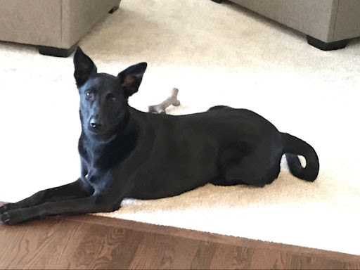 Pet Supply Store «Pet Supplies Plus», reviews and photos, 132 Randall Rd, Lake in the Hills, IL 60156, USA