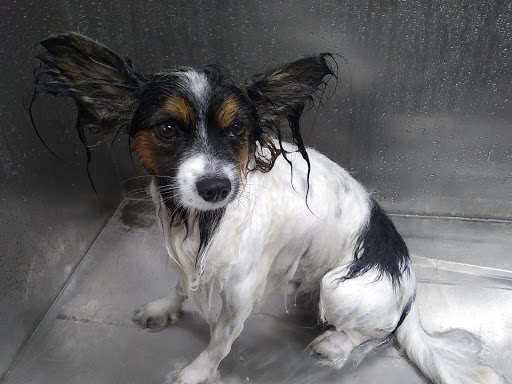 Pet Supply Store «Lemos Feed & Pet Supply», reviews and photos, 1320 Main St, Morro Bay, CA 93442, USA