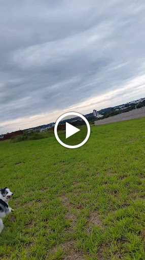 Villa Pet - Centro de Psicologia Canina em São Carlos - SP