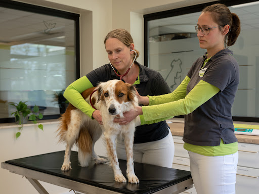 Dr. Angela Reinecke veterinary practice unter Thedinghausen, 