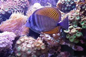 Wasserbillig Aquarium image