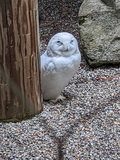 Environmental Organization «VINS Nature Center», reviews and photos, 6565 Woodstock Rd, Quechee, VT 05059, USA