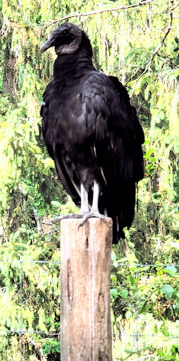 Zoo «Trevor Zoo at Millbrook School», reviews and photos, 282 Millbrook School Rd, Millbrook, NY 12545, USA