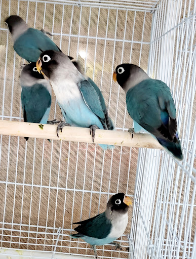 Pet Store «Louis Birds Pets & Supplies», reviews and photos, 80 Keyes St, San Jose, CA 95122, USA