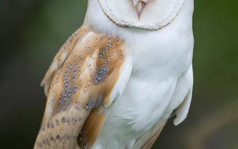 Feathers and Fur Falconry Centre image