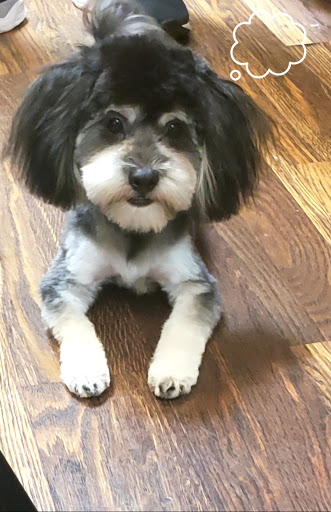 Pet Store «Pets Marketplace», reviews and photos, 2110 Paces Ferry Rd SE, Smyrna, GA 30080, USA