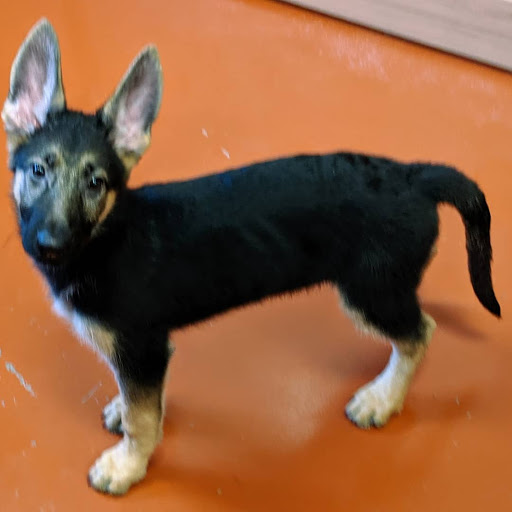 Pet Store «Just Pets», reviews and photos, 2154 E Commons Ave #327, Centennial, CO 80122, USA