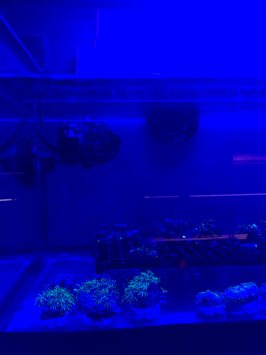 Pet Store «Pet Town», reviews and photos, 7804 Florence Ave, Downey, CA 90240, USA