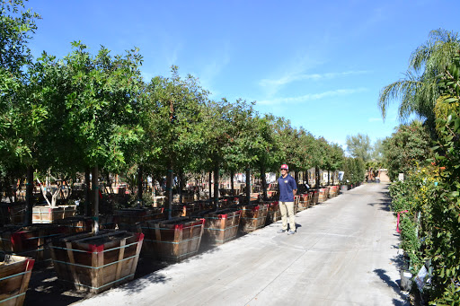 Garden Center «Moon Valley Nurseries West Valley / Avondale», reviews and photos, 11320 W Indian School Rd, Avondale, AZ 85323, USA