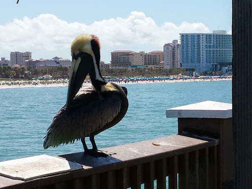 Aquarium «Clearwater Marine Aquarium», reviews and photos, 249 Windward Passage, Clearwater, FL 33767, USA
