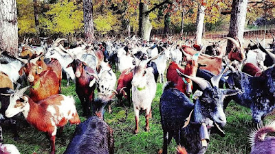 La Fromagerie du Verdon à Saint-Julien