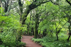Bijarim Forest image