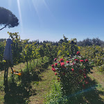 Photo n°7 de l'avis de fabio.a fait le 29/07/2023 à 08:24 sur le  agrifà à Pitigliano