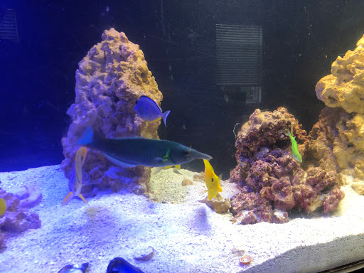 Tropical Fish Store «Nemo Aquarium», reviews and photos, 1560 Indian Trail Rd #106, Norcross, GA 30093, USA