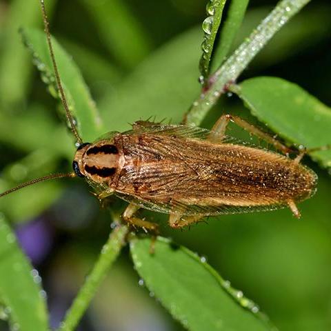 Pest Control Service «Accurate Termite & Pest Solutions», reviews and photos