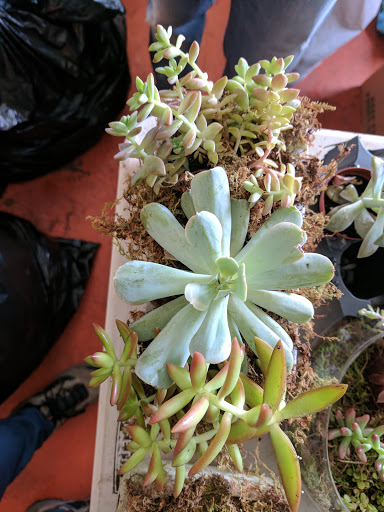 Florist «Chez Bloom», reviews and photos, 4310 Bryant Ave S, Minneapolis, MN 55409, USA