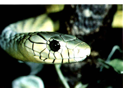 Reptilienhaus/Der Zoo Oberammergau unter Oberammergau, 