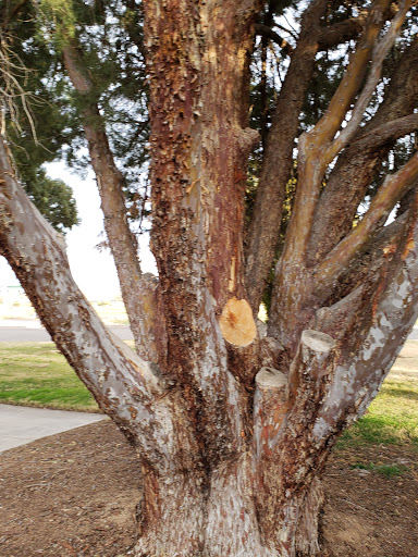 Park «Lewis Kingman Park», reviews and photos, 2201 E Andy Devine Ave, Kingman, AZ 86401, USA