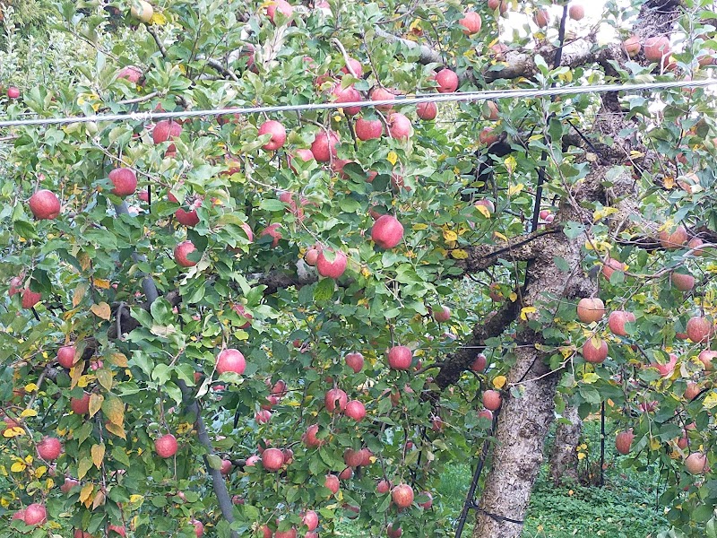 バンビりんご団地ヤマサカ果樹園