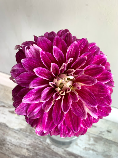 Florist «Snapdragon Flowers and Gifts», reviews and photos, 5015 Baltimore Ave, Philadelphia, PA 19143, USA