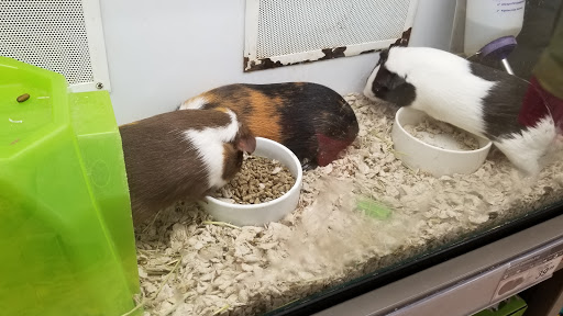 Pet Supply Store «Petco Animal Supplies», reviews and photos, 5938 Roswell Rd NE, Sandy Springs, GA 30328, USA