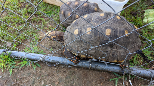 Pet Store «Zoo Creatures Pet Store», reviews and photos, 149 Plaistow Rd, Plaistow, NH 03865, USA
