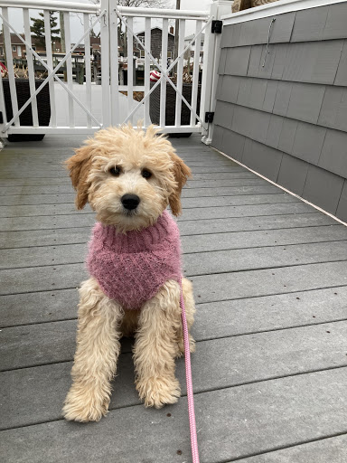 Pet Store «The Puppy Store», reviews and photos, 1163 Merrick Ave, Merrick, NY 11566, USA