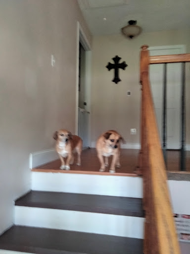 Pet Supply Store «Pet Supplies Plus», reviews and photos, 254 S Illinois Ave, Oak Ridge, TN 37830, USA