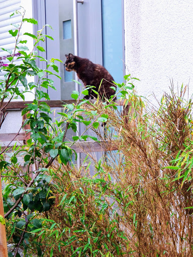 Böcker I. , Tierarztpraxis unter Braunschweig, Niedersachsen