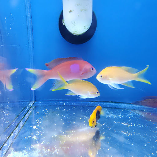 Fintastic Aquariums of Wake County Inc