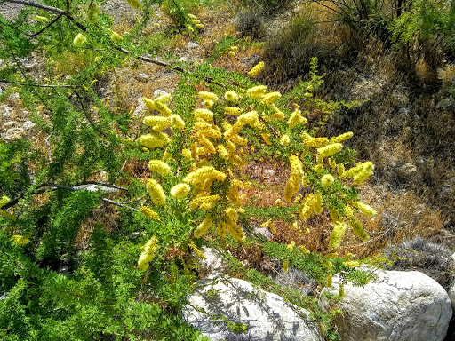 Park «Pueblo Park», reviews and photos, Peublo Vista Dr, Las Vegas, NV 89128, USA