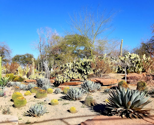 Ethel M Botanical Cactus Garden Las Vegas