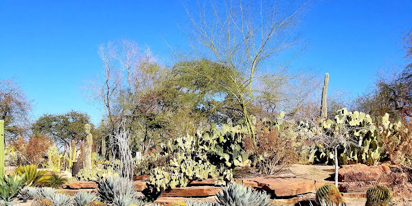 Ethel M Botanical Cactus Garden