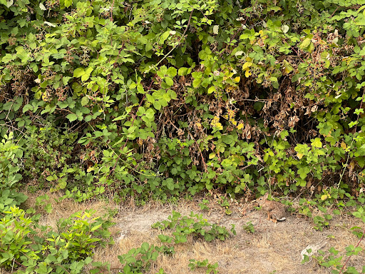 Park «Heritage Park», reviews and photos, 111 Waverly Way, Kirkland, WA 98033, USA