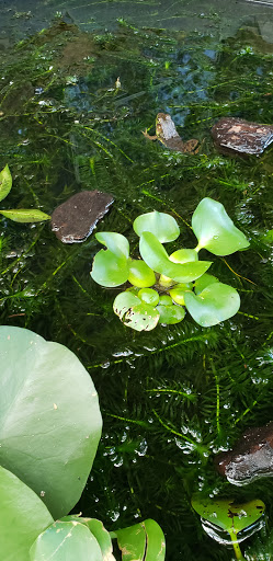 Nature Preserve «Autrey Mill Nature Preserve & Heritage Center», reviews and photos, 9770 Autrey Mill Rd, Johns Creek, GA 30022, USA