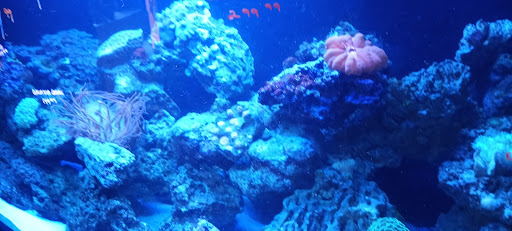 Tropical Fish Store «Saltwater Paradise», reviews and photos, 1313 W Airport Fwy, Irving, TX 75062, USA