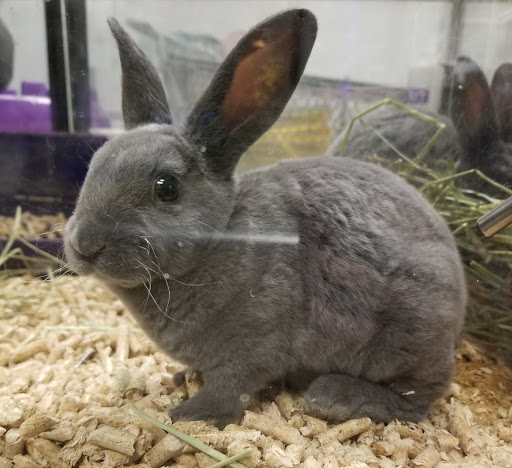 Garden Center «A W Brown Pet & Garden», reviews and photos, 144 Shaker Rd, East Longmeadow, MA 01028, USA