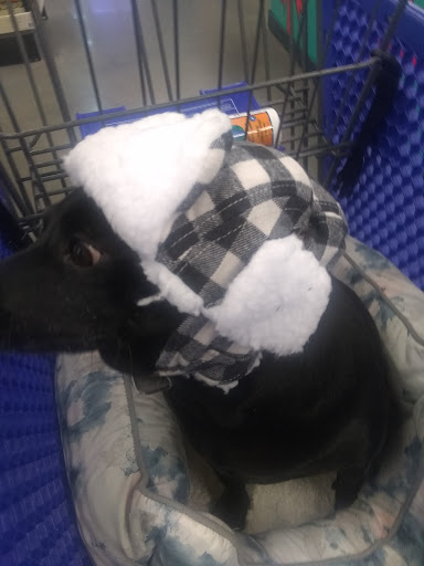 Pet Supply Store «PetSmart», reviews and photos, 6345 Garth Rd #140, Baytown, TX 77521, USA