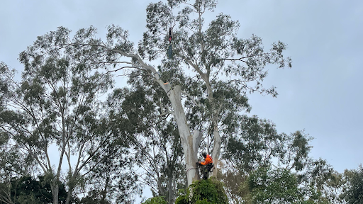 Arborist and tree surgeon Sunshine Coast